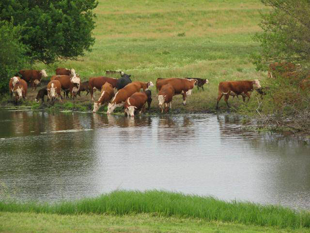 livestock pond